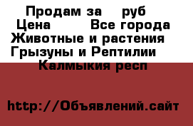 Продам за 50 руб. › Цена ­ 50 - Все города Животные и растения » Грызуны и Рептилии   . Калмыкия респ.